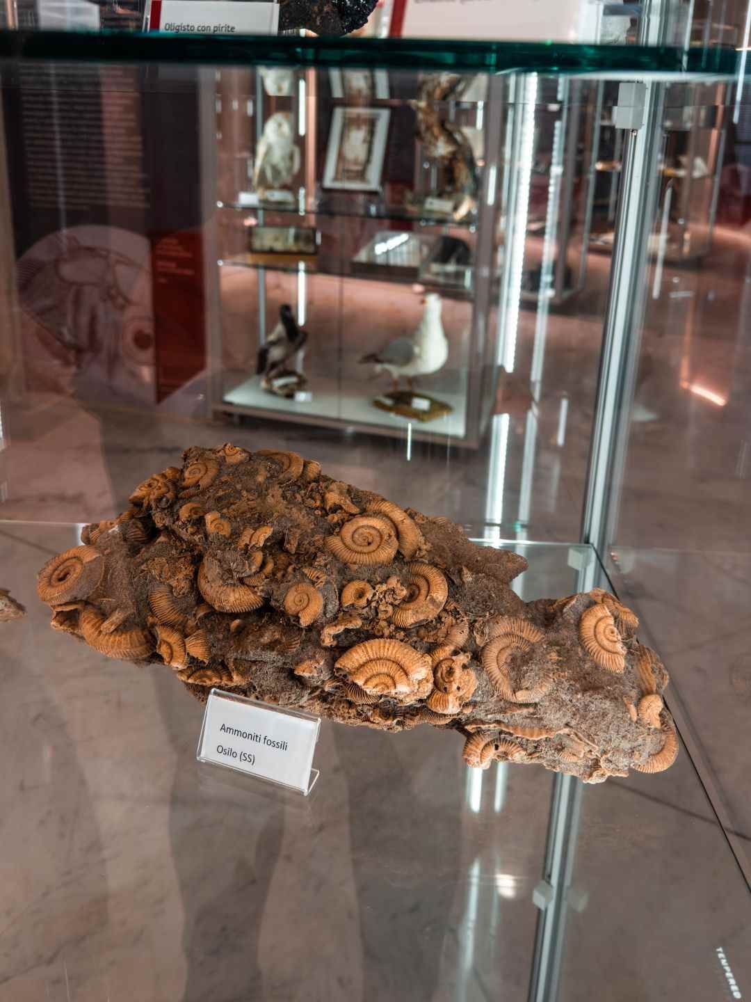 Fossile marino esposto nel Museo Scientifico a Sassari
